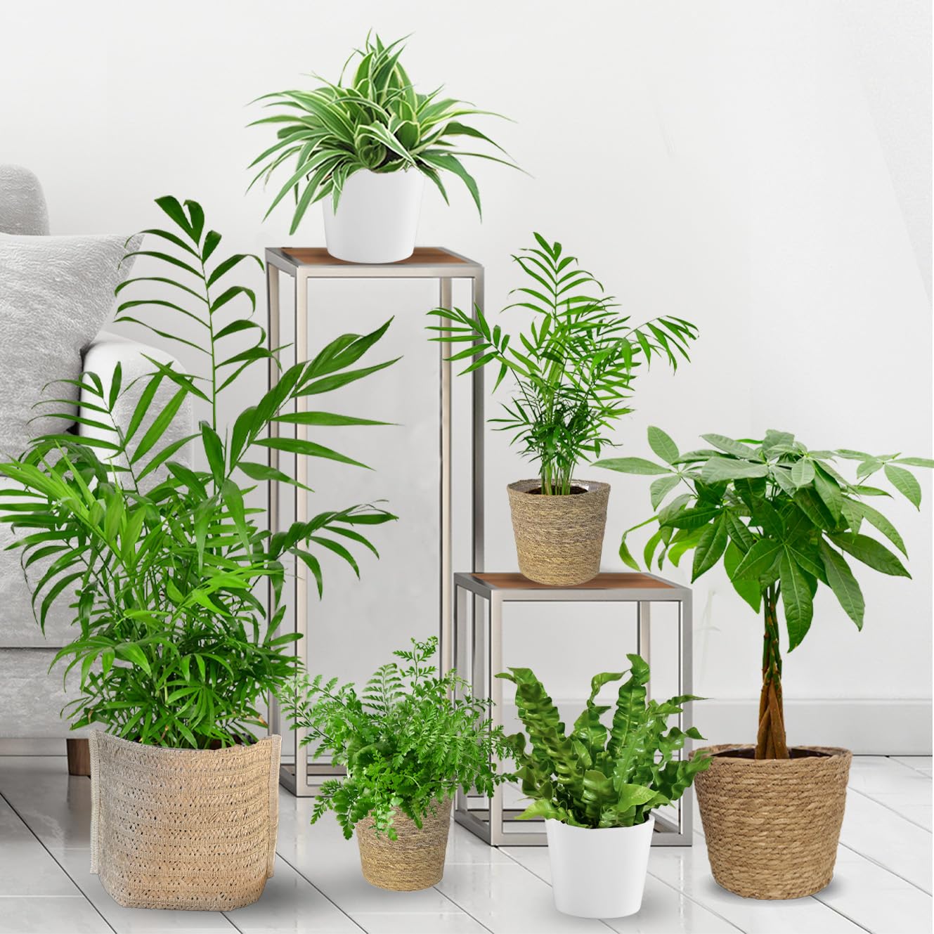6er Box Zimmerpflanzen Happy Cat – Tierfreundliches Set mit Bergpalme, Nestfarn, Grünlilie & Glückskastanie – Höhe 15-70 cm – Töpfe 10,5-17 cm – frisch aus der Gärtnerei – Green Me Up