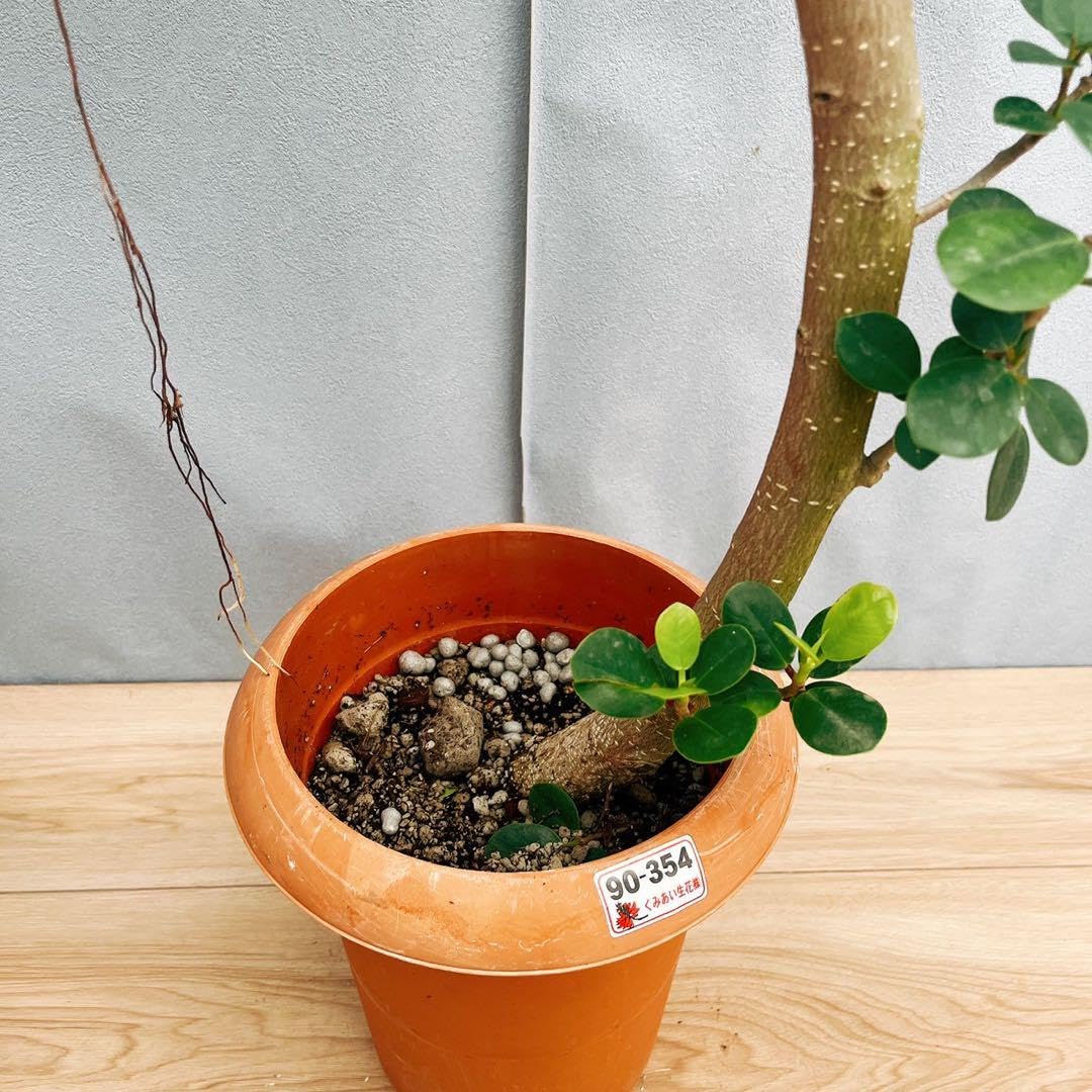 Amazon｜［現品］【希少】14番 パンダガジュマル 7号 観葉植物 室内