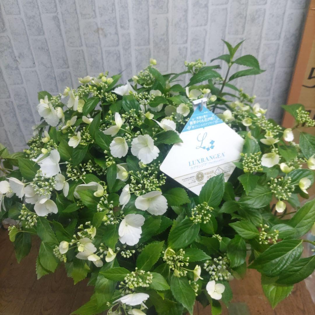 Amazon｜紫陽花 大鉢8号 ラグランジア ブライダルシャワー｜観葉植物