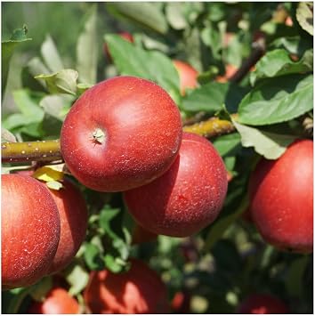 Red Devil Apple/Malus Domestica 'Red Devil' 4-5ft Bare Root 3fatpigs