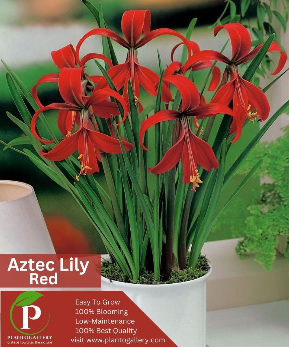 Plantogallery Aztec Lily/Sprekelia/Jacobean Lily Red Color Flower Bulb Suitable For Garden Beds,Borders or containers Pack Of 5 Bulb-image-27