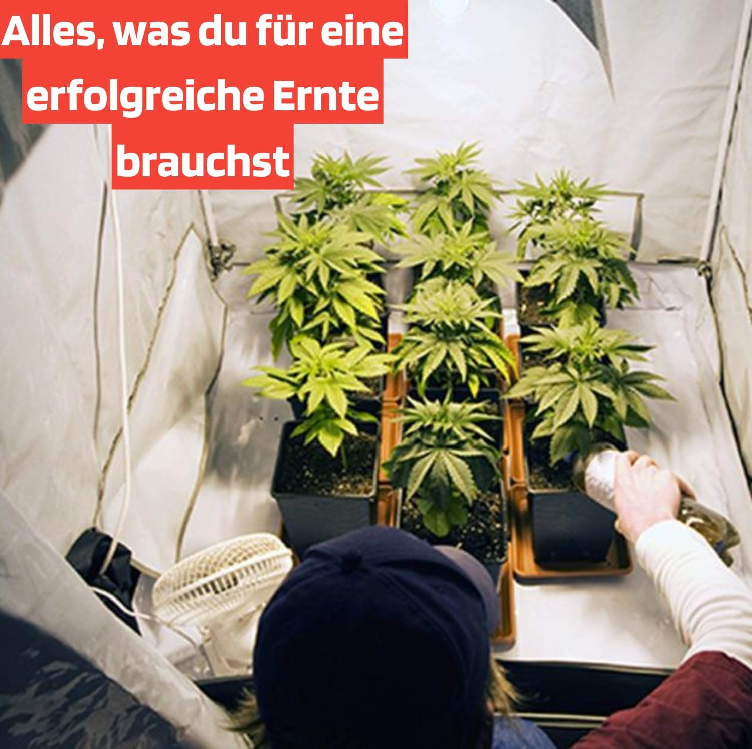 Biobizz Dnger Starter Set | Cannabis Starterset | Grow Dnger Set Cannabis  | Grow Starter Set | Grower Set | Cannabis Set Anbau | Starterset Cannabis  Anbau | Hanf Anbau Set | Cannabis Grow Kit : Amazon.de: Garten