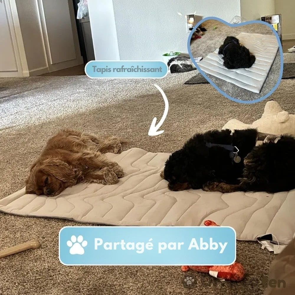 MEIION montalpin Mont Alpin Tapis rafraîchissant innovant pour Chien Tapis Rafraîchissant pour Chien et Chat, Tapis Réfrigérant Durable pour Animaux de Compagnie de Toutes Tailles
