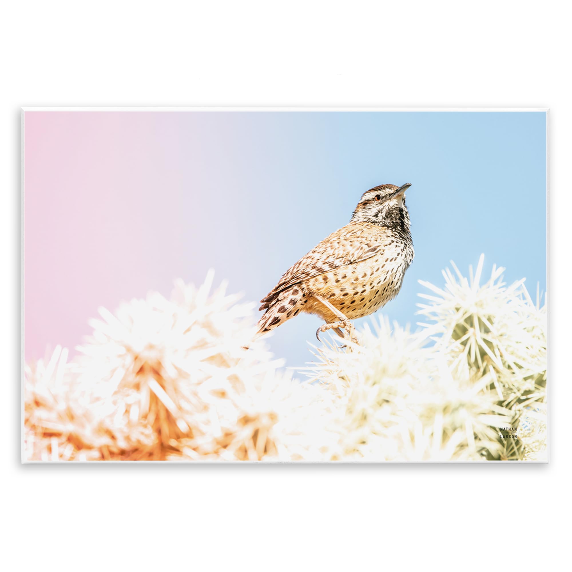 Stupell Industries 'Desert Song Bird', Wall Plaque Art, 19 x 13