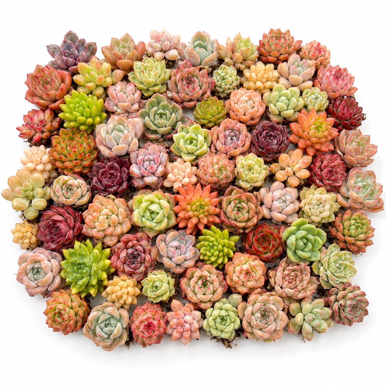 Rosette Succulent 24 Pack Bare Root Echeveria