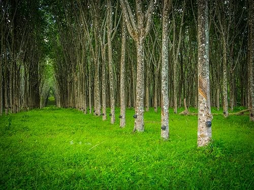 Miniatura 2 de Semillas de Árbol de Caucho Resistentes para Plantar - 20 Semillas - Eucommia ulmoides