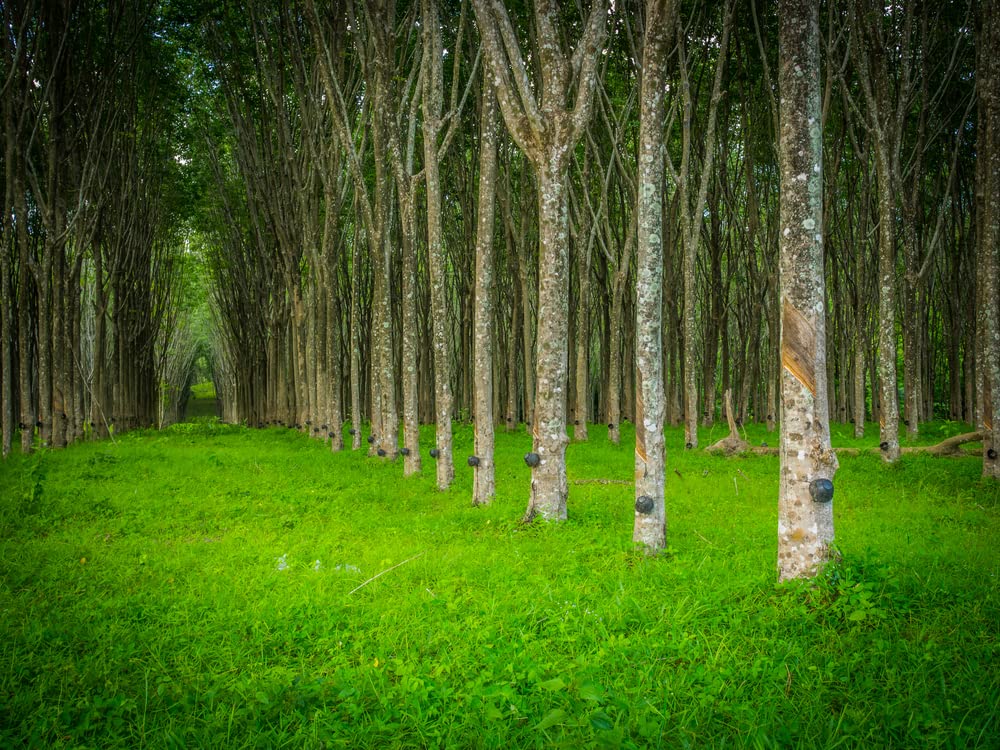 Amazon.com : Hardy Rubber Tree Seeds for Planting - 20 Seeds - Eucommia  ulmoides : Patio, Lawn & Garden