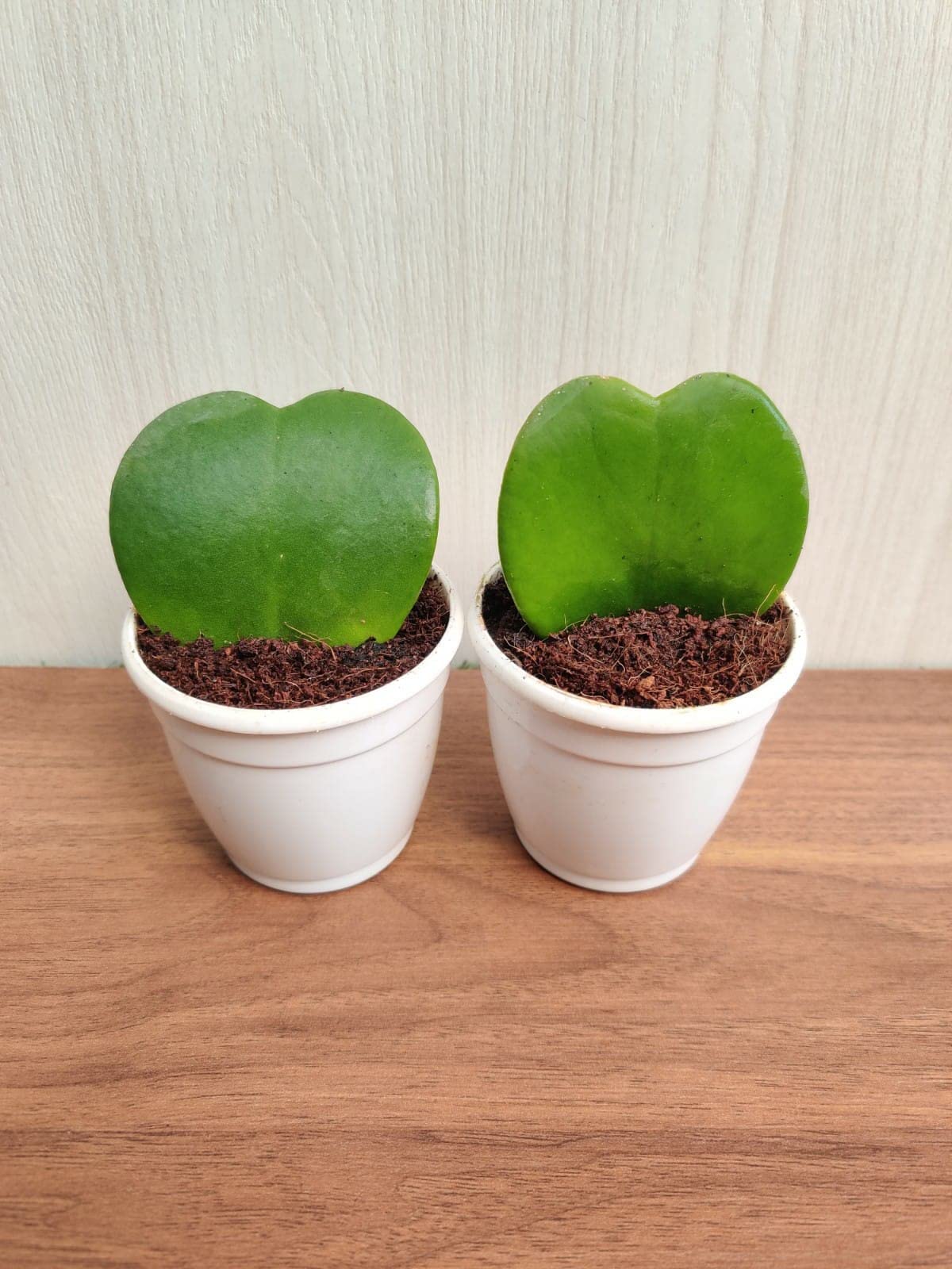 CAPPL Hoya Kerrii Variegata Heart Shape Succulent Live Plants (2 Plants)-image-8