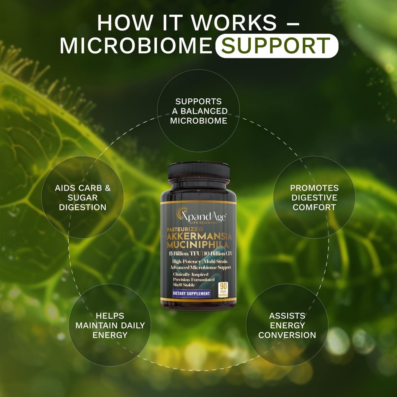 XpandAge Akkermansia Muciniphila with Multi-Strain Probiotic,Berberine HCL,Cinnamon,Inulin Fiber,for Gut Health,Energy, (G*.L*.P*-1),Cellular Health,and Immunity|90 Veg Capsules for a 3-Month Supply