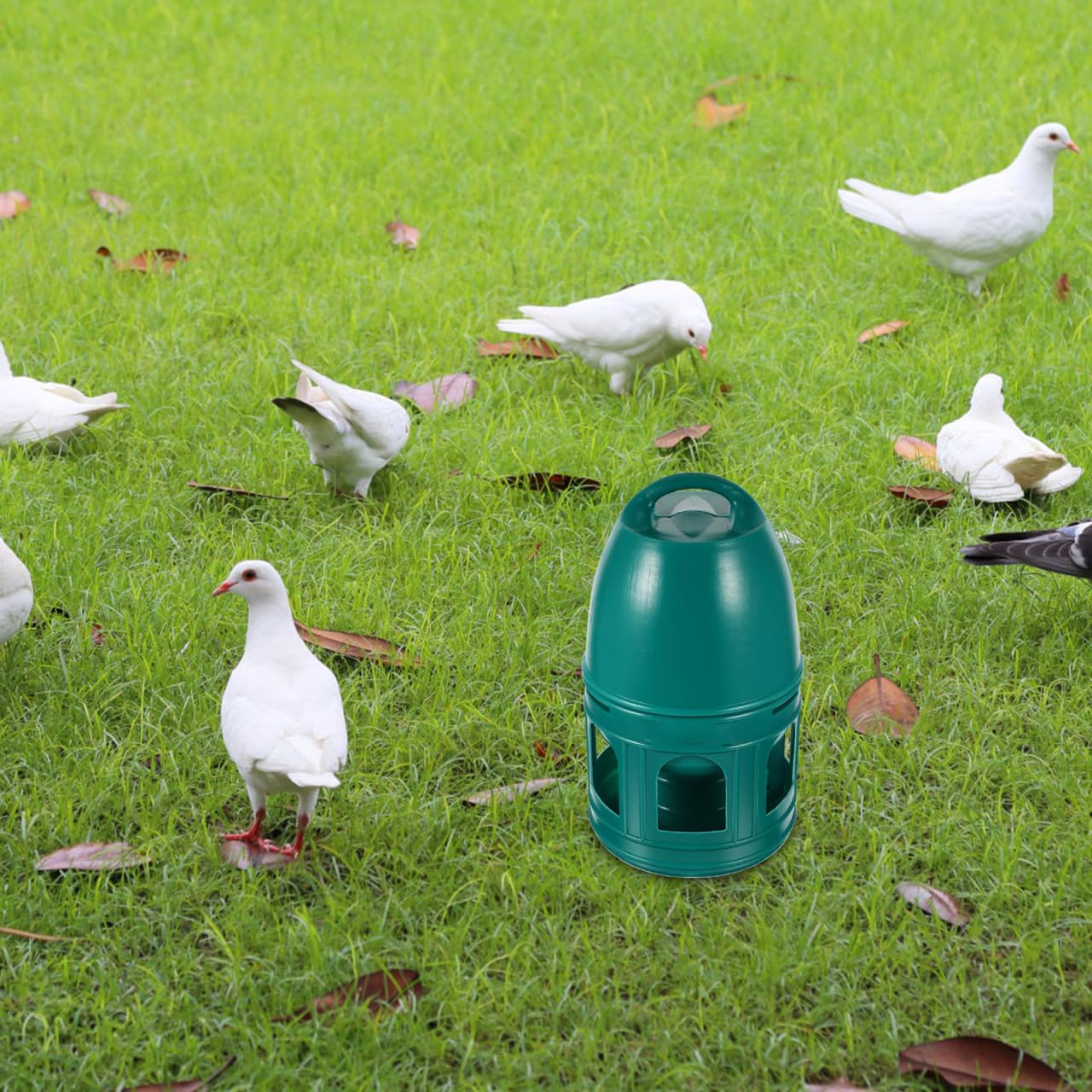 PATKAW Uccello Bevitore Acqua Piccione Dispenser 3L Colomba Bevitore Automatico Piccione Innaffiatoio Pappagalli Alimentatore Pollo Bevitore per Piccione Pollo Anatra
