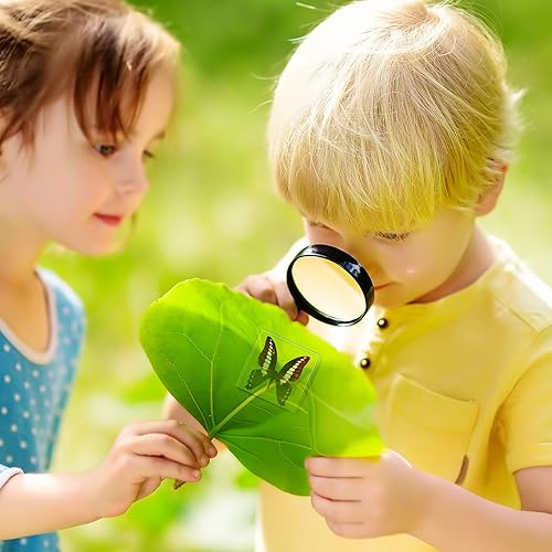 Miniatura 7 de 3 piezas de espécimen de mariposa real preservada, colección de resina de mariposa taxidermia, pisapapapeles de ciencia animal, muestras para