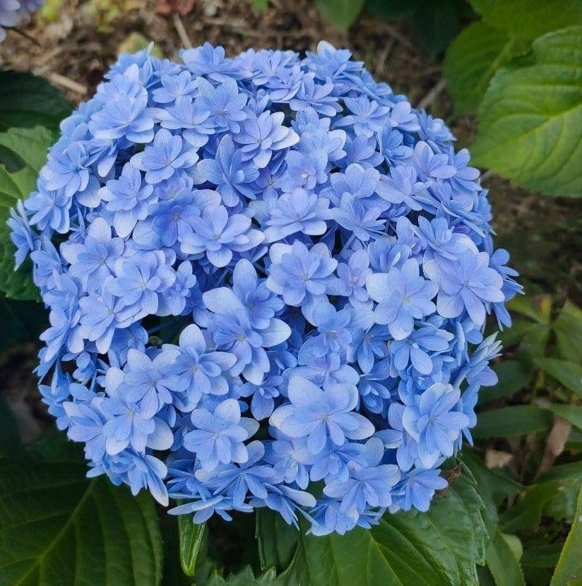 Amazon.co.jp: 紫陽花 抜き苗 1苗 : DIY, Tools & Garden