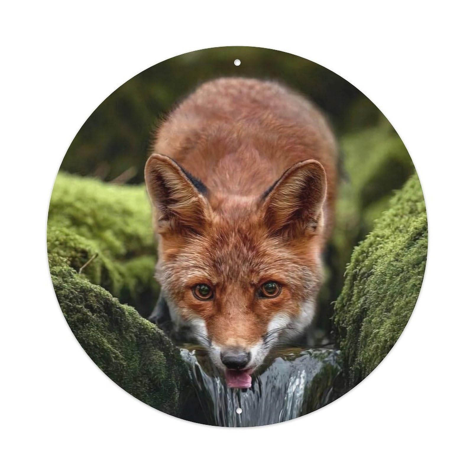 Animal Red Fox Drinking Water Wildlife Photography Vintage Metal Tin Sign Plaque Wall Decor for Cafe, Club Bar, Office, Garden Metal Poster 8x8Inch
