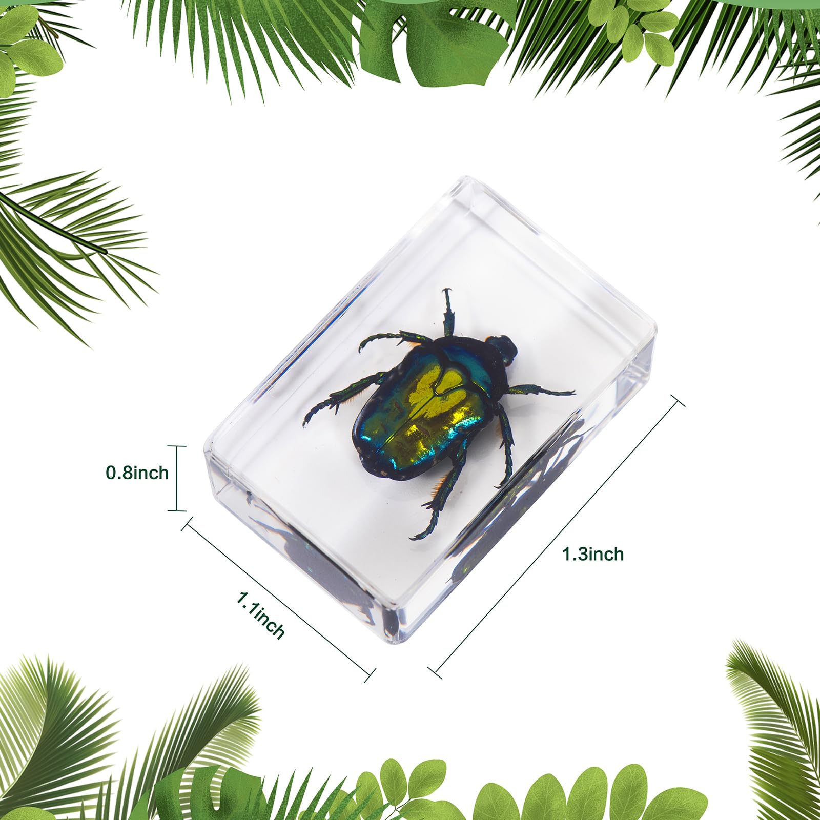 Formalin Sheep Brain, Dura Mater Removed, Plain, Bulk Bag