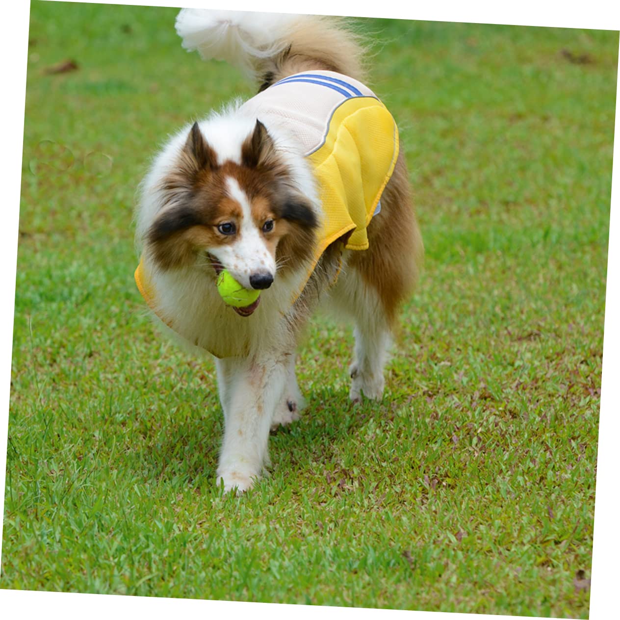 BESPORTBLE Combinaison Rafraîchissante D'été pour Animaux De Compagnie Gilet Solaire Léger Tissu Respirant Taille l Protection Solaire pour Chien Chat en Plein Air