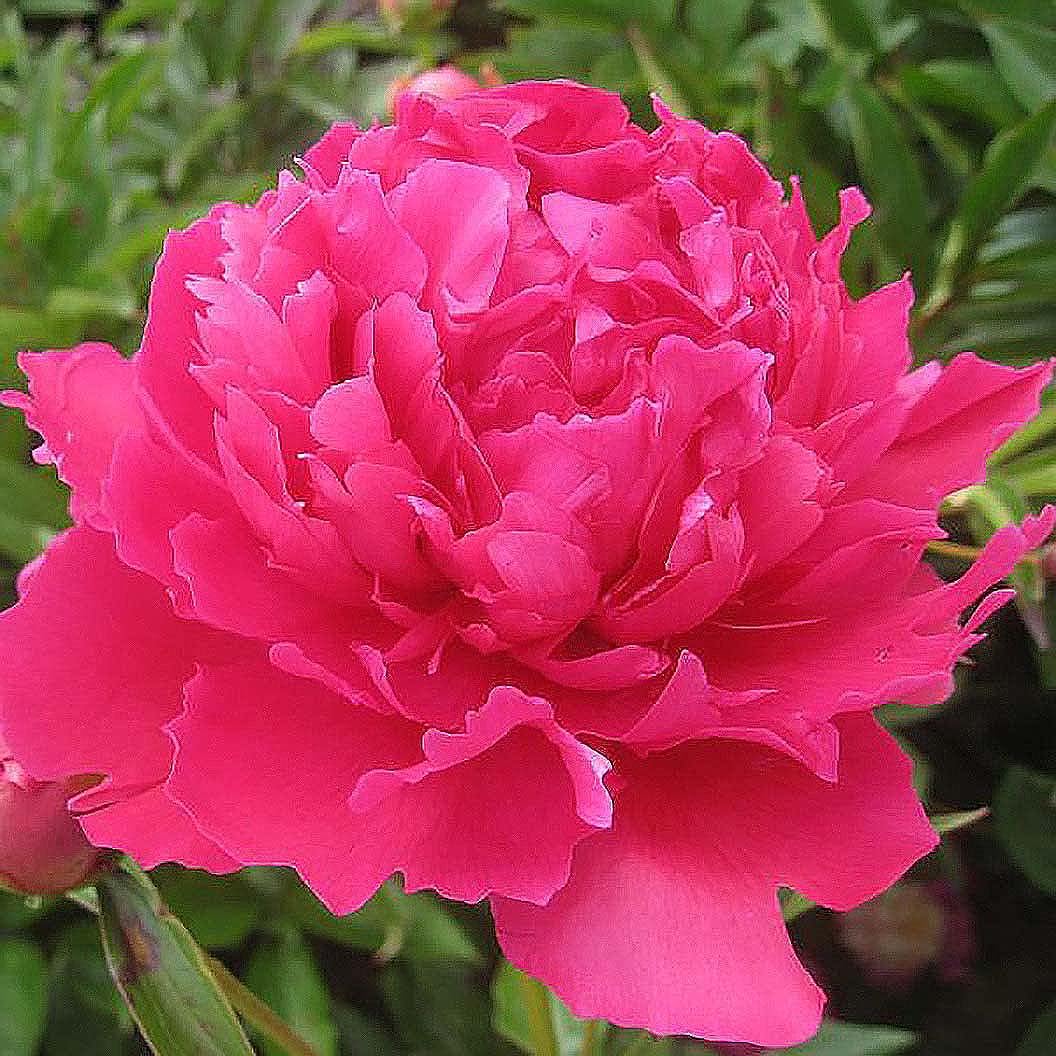 Felix Supreme Double Carmine Red Peony
