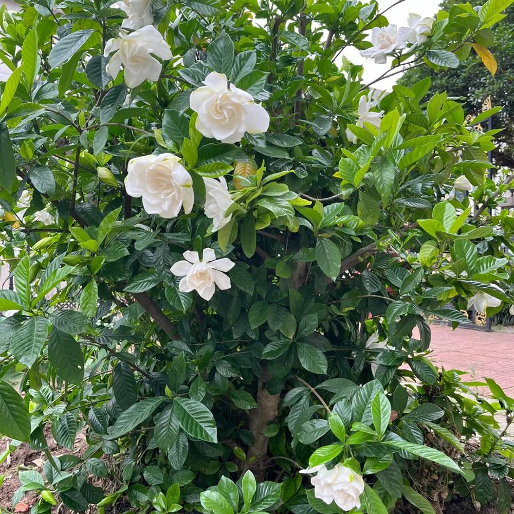 gardenia - interior jardín primavera balcón colgantes, 20planta