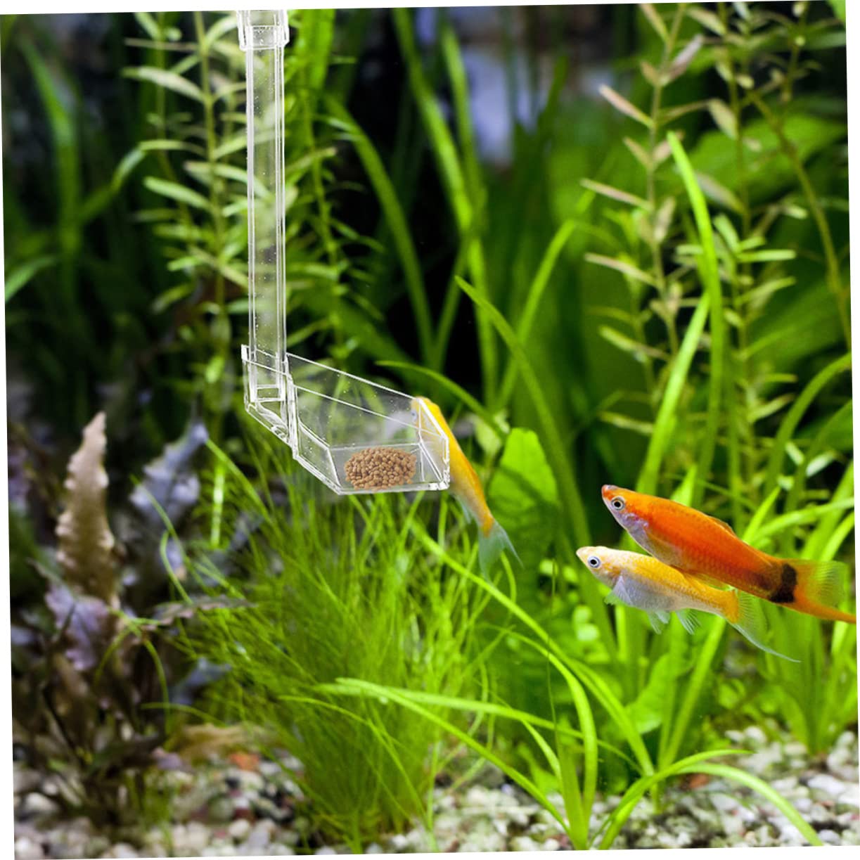 ABOOFAN 3 Comederos para Acuario Accesorios para Camarones Plato para Peces Y Refugio De Camarones.