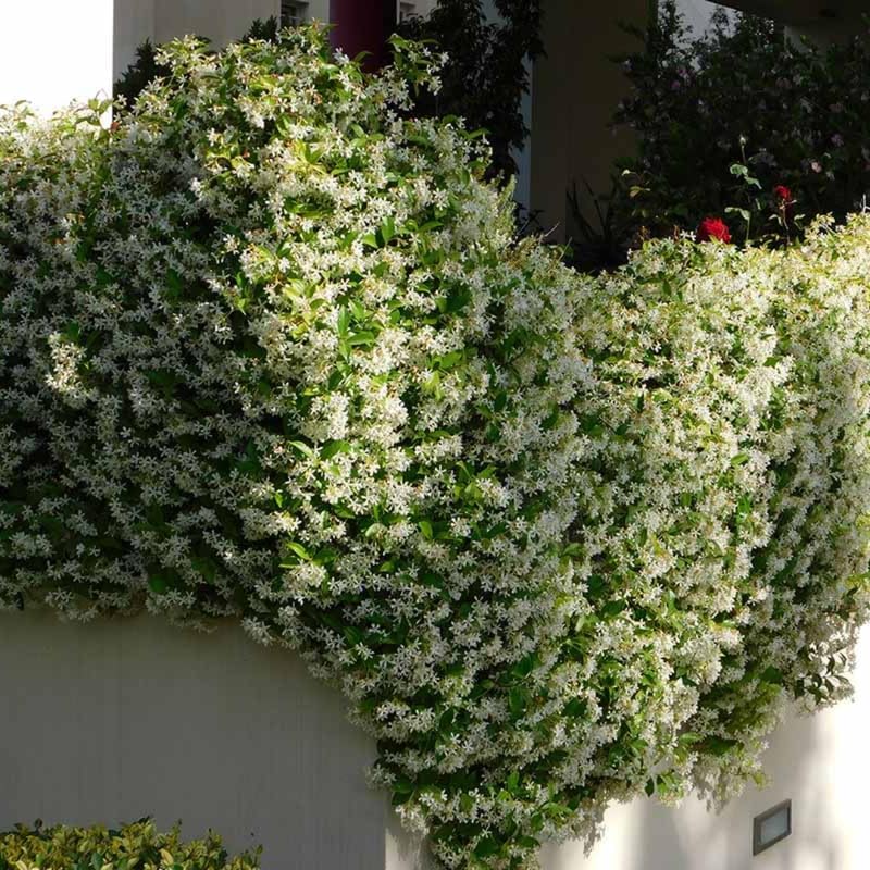 Jasmine Plant, Confederate Star Jasmine Plant, 4 to 6 Inc Tall Very Fragrant Vine, Jasmine Plant Indoor Live, Live Jasmine Plant, Jasmine Plant Live, White Jasmine Plant