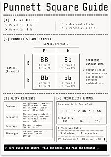 Punnett Square Guide Poster - Biology Classroom Decor - 13x19 | Mendelian inheritance chart with dominant and recessive allele examples for biology classrooms homeschool and student review