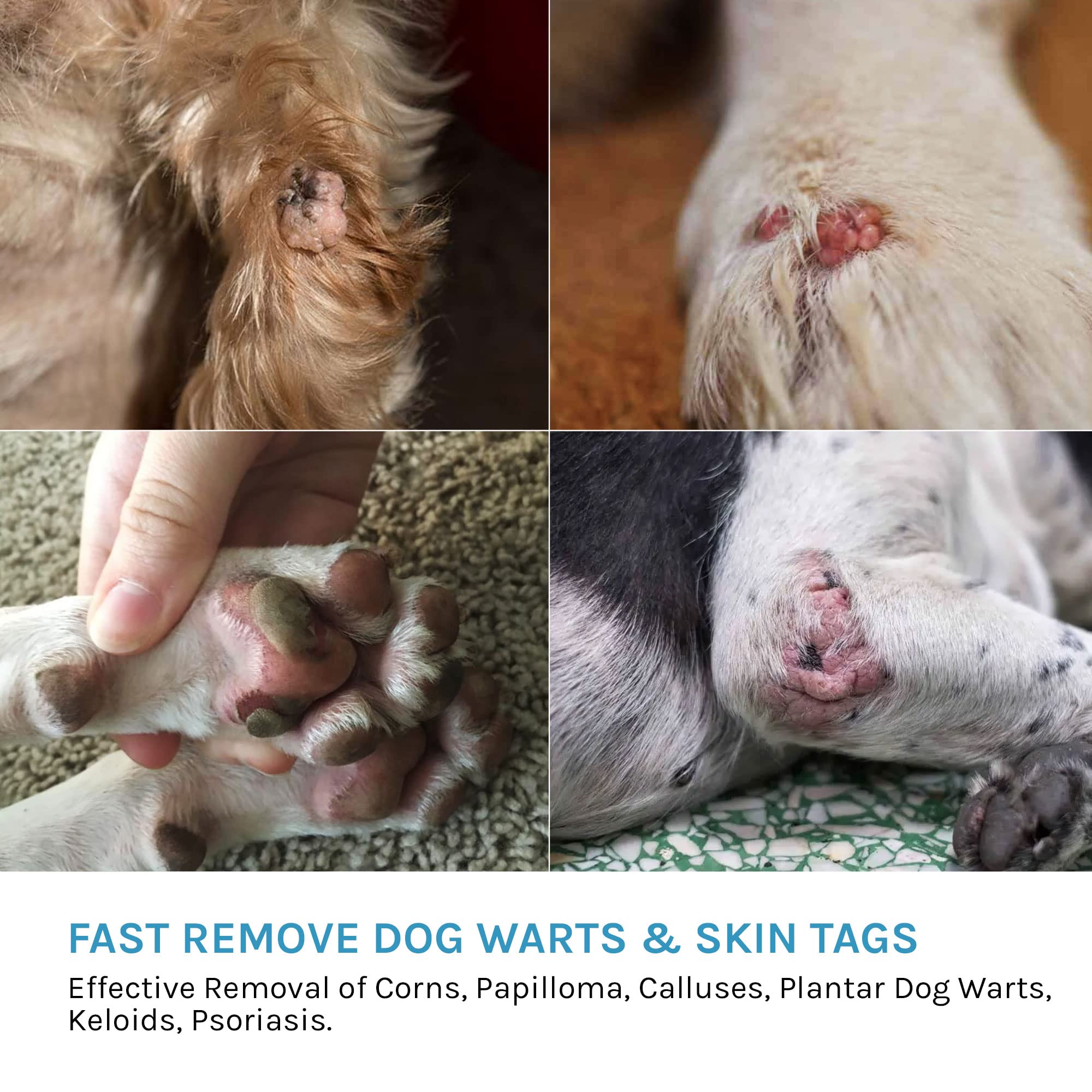 Skin Tags Do Dog Warts Bleed Wart Dog Developing Skin Tags Dog