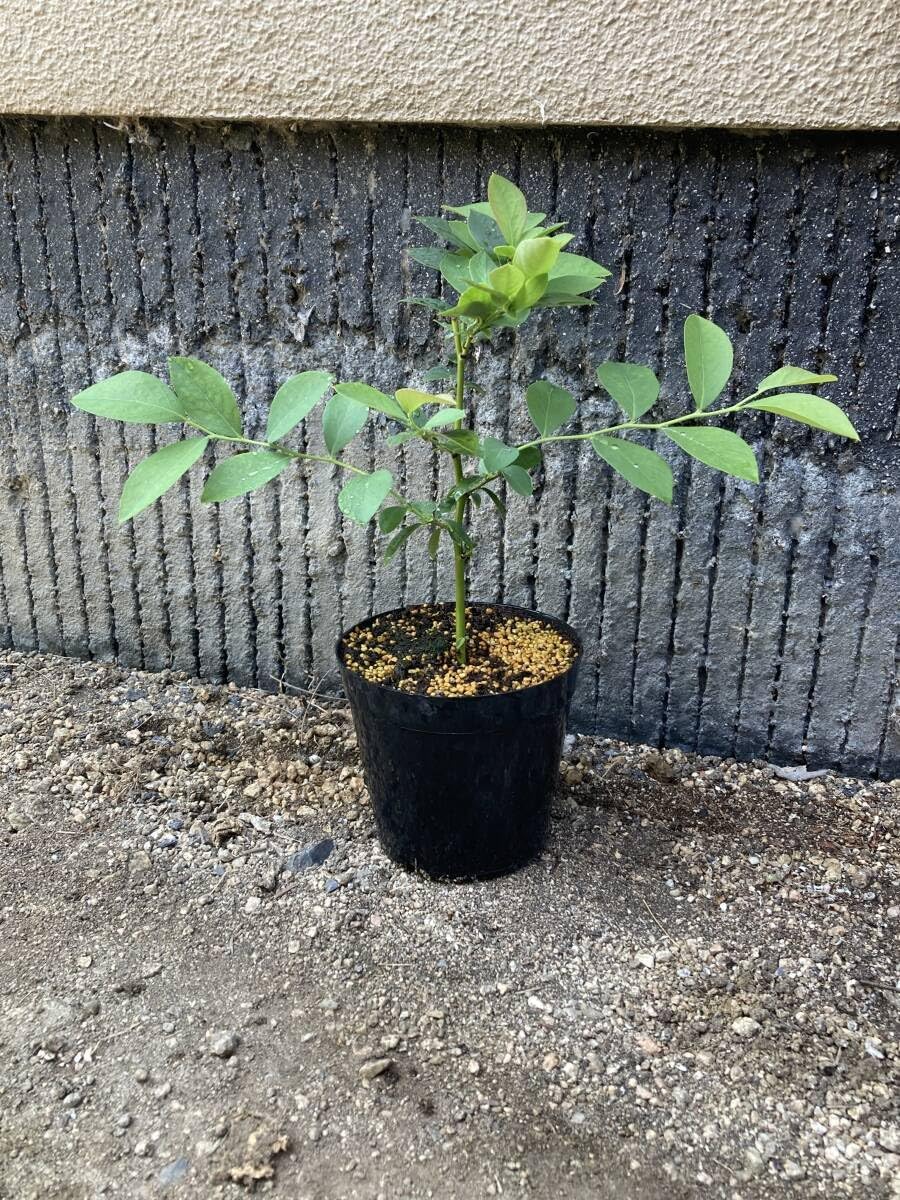 ブルーベリーの苗木 ハイブッシュ系