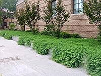 Vista 3 de Blue Pacific Shore Juniper 2 plantas vivas de tamaño galón Juniperus Conferta Evergreen resistente al frío tolerante a la sequía