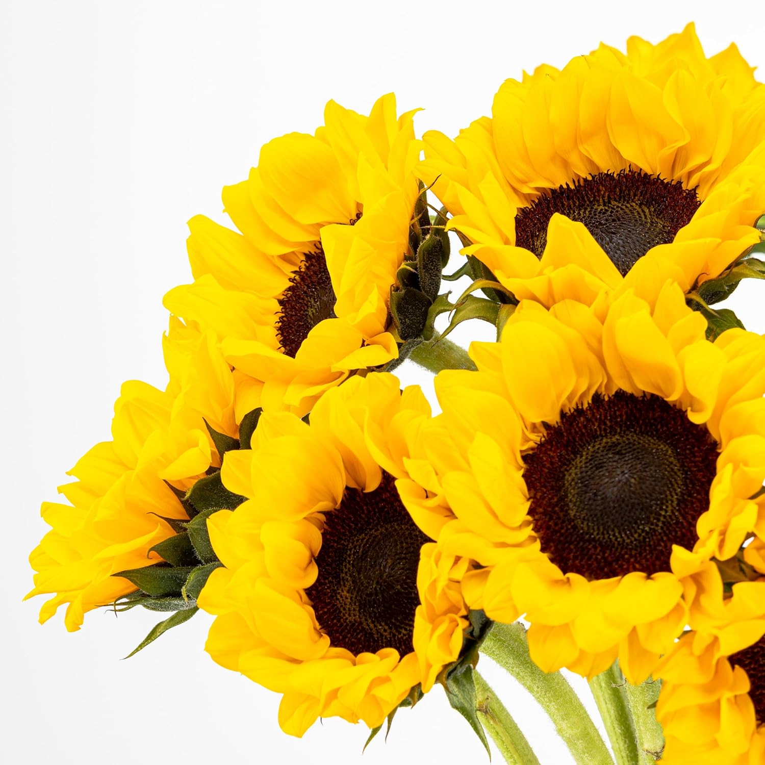 Benchmark Bouquets - Sunflowers - Fresh Flowers for Delivery - Yellow Flowers in a Vase - Flores Amarillas - Birthday Flowers for Women - Glass Vase Included (10 Stems)