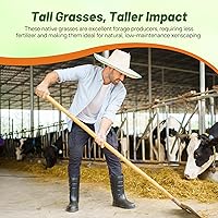 Vista 6 de Outsidepride Mezcla de semillas de césped nativo alto perennial – 1 libra Mezcla de semillas de hierba india, tolerantes a la sequía, de bajo