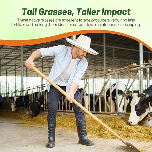 Miniatura 6 de Outsidepride Mezcla de semillas de césped nativo alto perenne de 25 libras de semillas de granos azules, hierba conmutadora y semillas de hierba