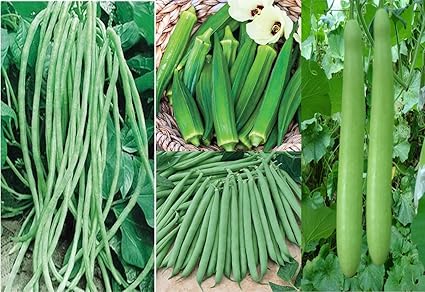 Indica Super Agri Green Home Garden Vegetable Seeds 4 Packet Combo GHIYA, Beans, BHINDI, Lobia (20/30 Seeds Each)