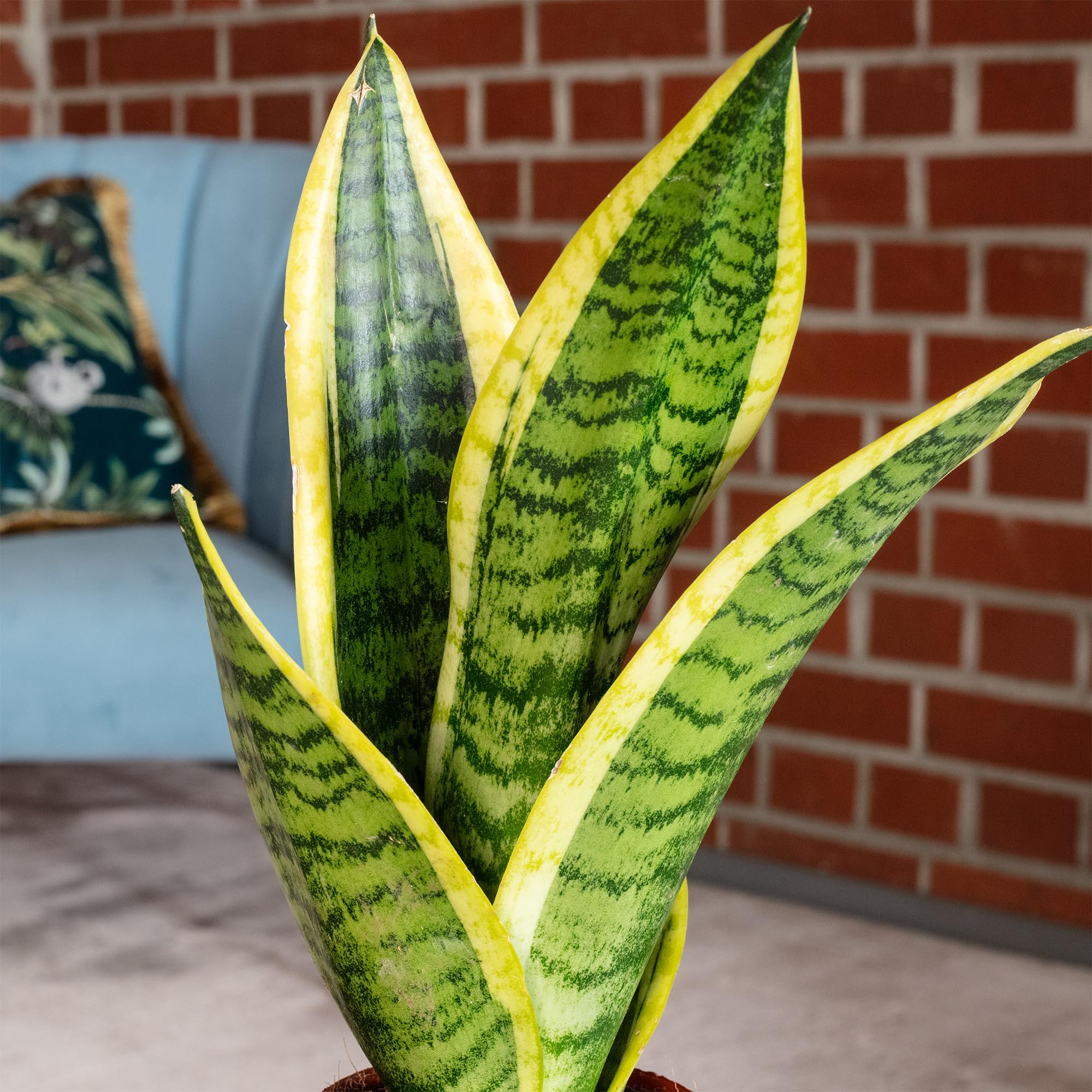 Bogenhanf - pflegeleichte Zimmerpflanze, Sansevieria trifasciata Superba -  Hhe ca. 30 cm, Topf- 9 cm : Amazon.de: Garten