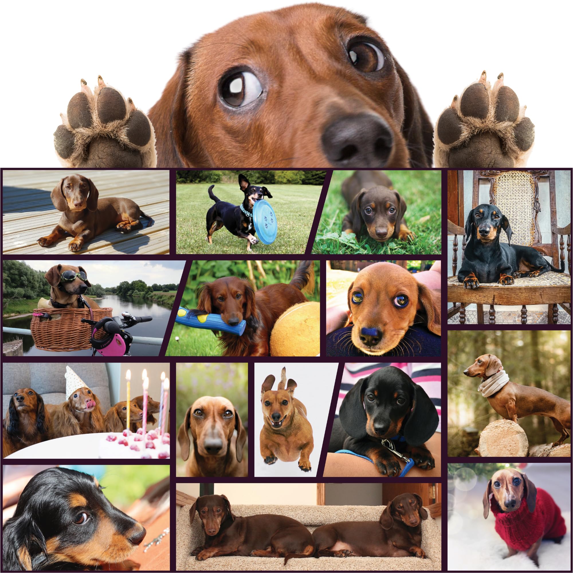Funny Farm Friends Jigsaw Puzzles 1000 Pieces – Puzzle