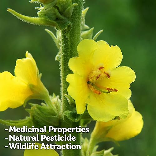 Miniatura 7 de KVITER 1,500 semillas de gordolobo para plantar (Verbascum Thapsus)  Hierba de gordolobo, semillas de reliquia no transgénicas orgánicas  Ideal para