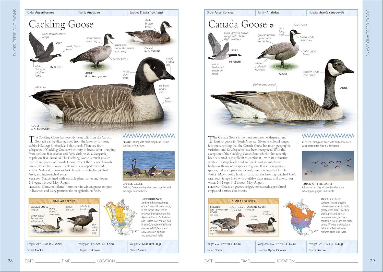 Birds of Eastern Canada