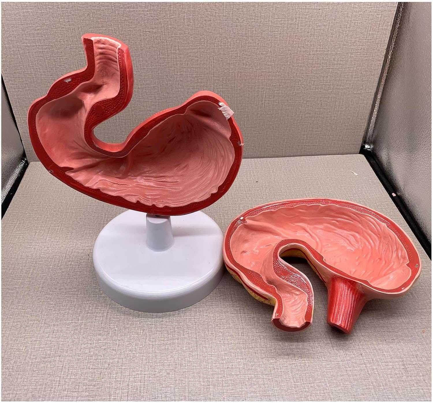 Pig Stomach Anatomy Model, Simulation Animal Pig Removable Stomach Anatomical Teaching Model, Stomach Section Medical Model for Educational Training Scientific.