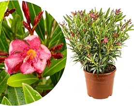 Meine Orangerie - Oleander 'Evolution' Exclusive Special Variety: Especially Frost-Hardy, Extra Many Flowers, Very Easy to Clean and Hardy (Red, Pot Diameter 15 cm)