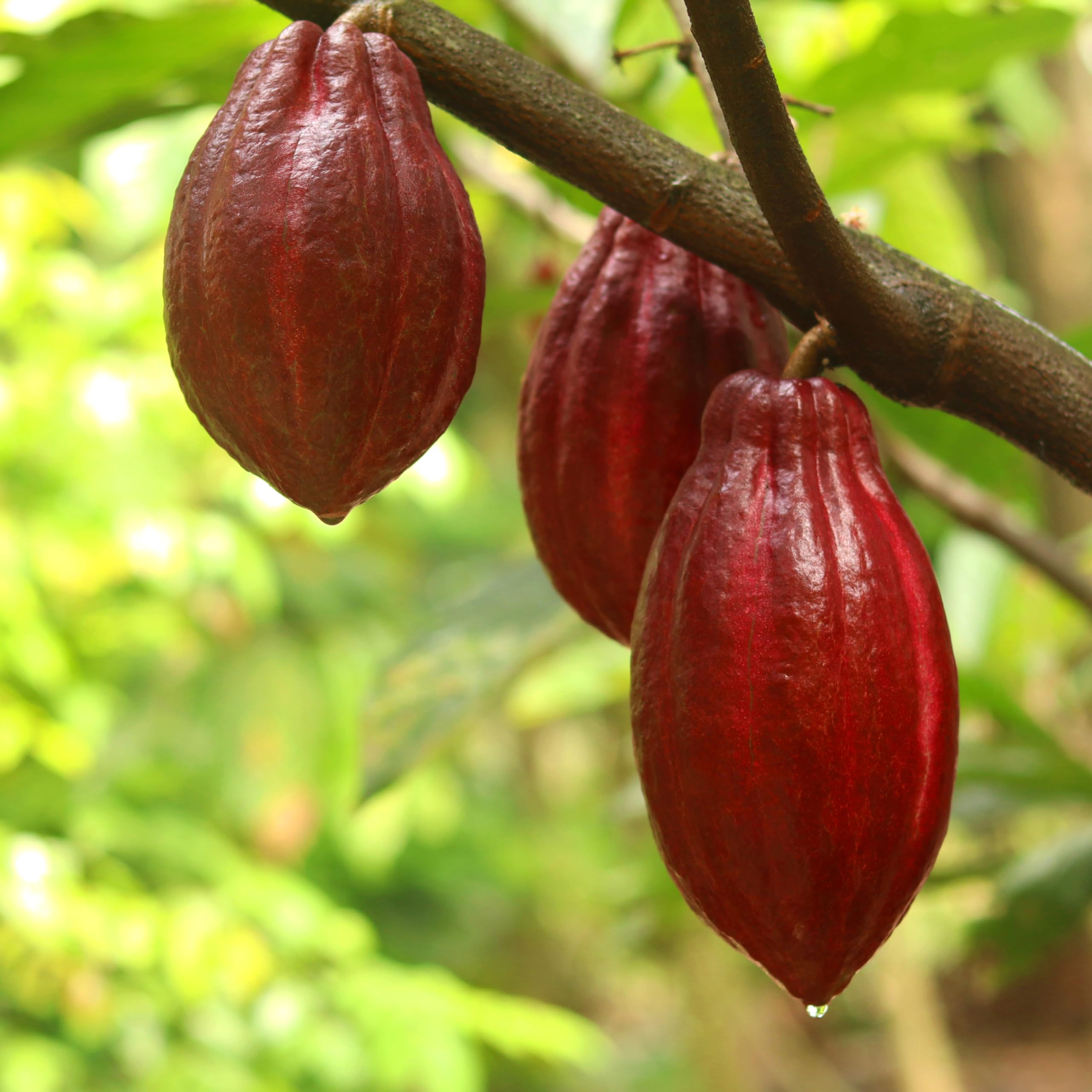 Cacao Nibs 150g 100% Pure Natural Tostado Crujientes Chocolate Puro