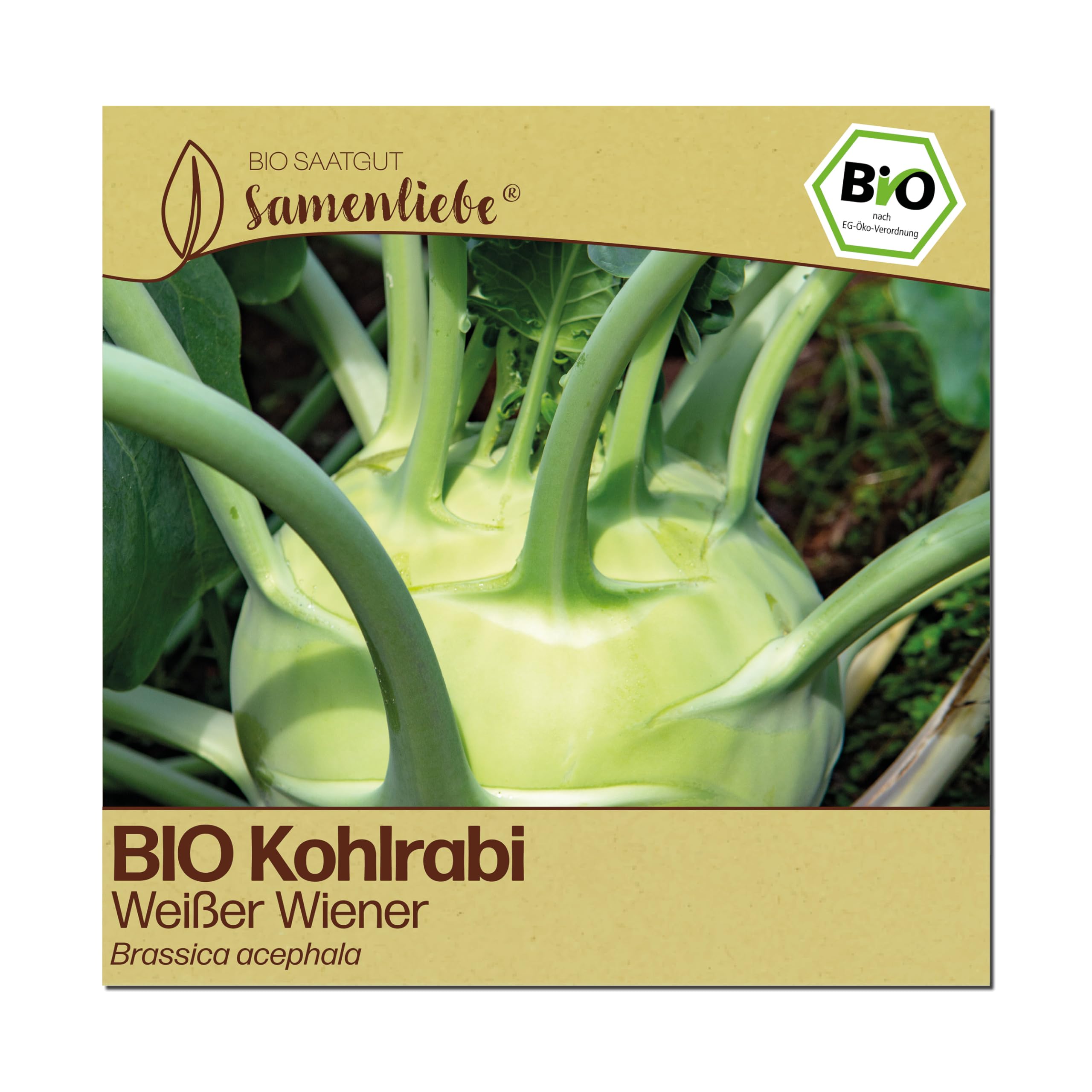 Samenliebe BIO Kohlrabi Samen | Weißer Wiener - frühe Sorte - samenfestes BIO Saatgut