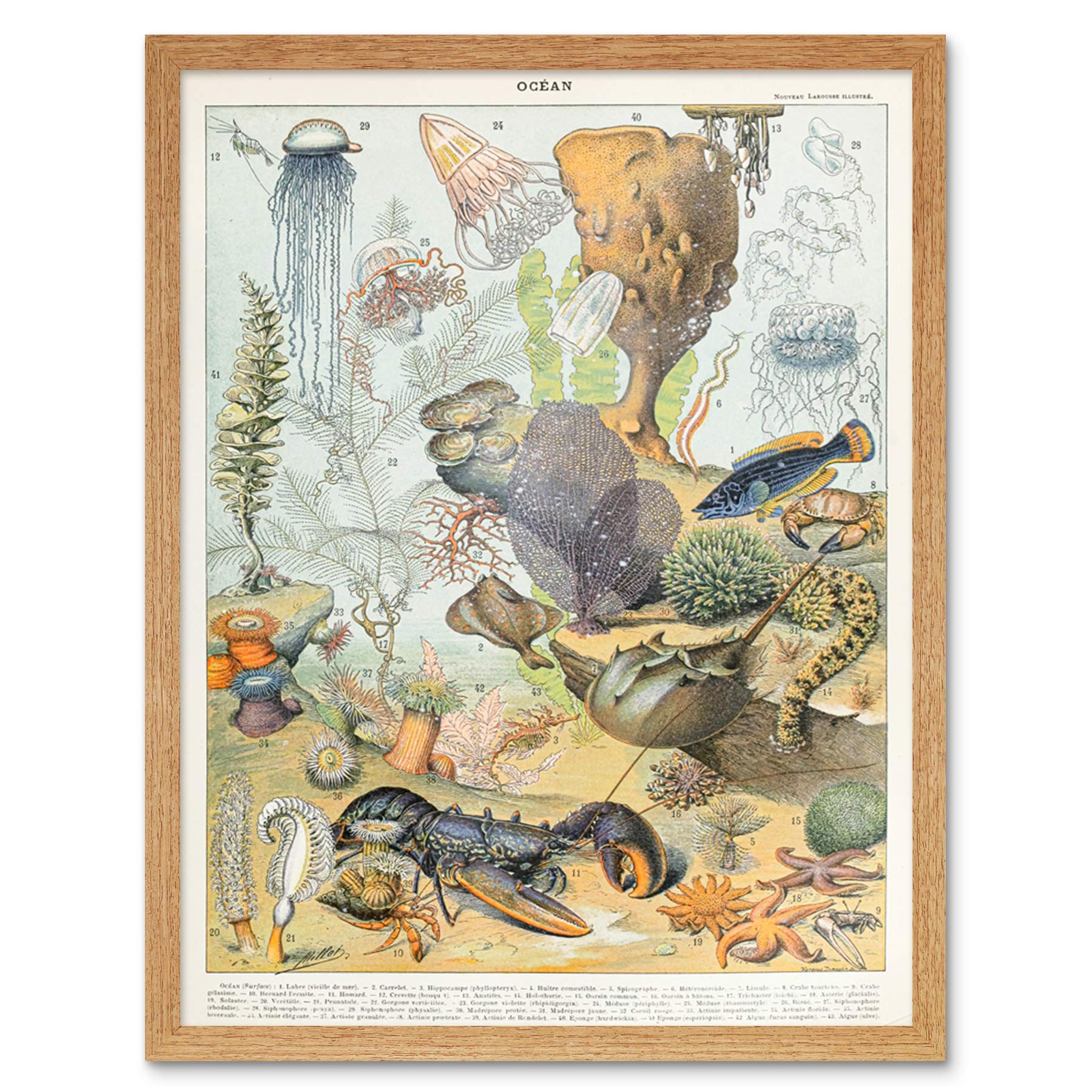 Artery8 Millot Encyclopedia Page Ocean Animals Art Print Framed Poster Wall Decor 12x16 inch