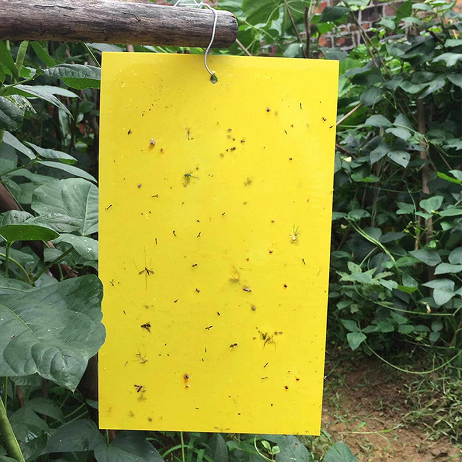Free Shipping ๐ Gingbau 30-Pack Yellow Sticky Traps for Flying Plant Insects Like Fungus Gnats, Whiteflies, Aphids, Leafminers (Twist Ties Included) Super Brands Gingbau 30-Pack Yellow Sticky Traps for Flying Plant Insects Like Fungus Gnats, Whiteflies, Aphids, Leafminers (Twist Ties Included)