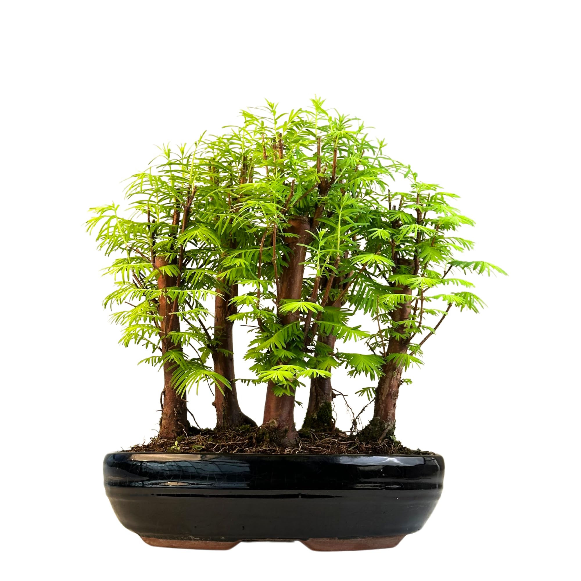 Bonsai Wald Metasequoia – Lebender Urweltmammutbaum im 26cm Topf | Indoor/Outdoor Bonsai Baum | Seltene Geschenkidee | Pflegeleicht | Dekopflanze für Zuhause & Büro