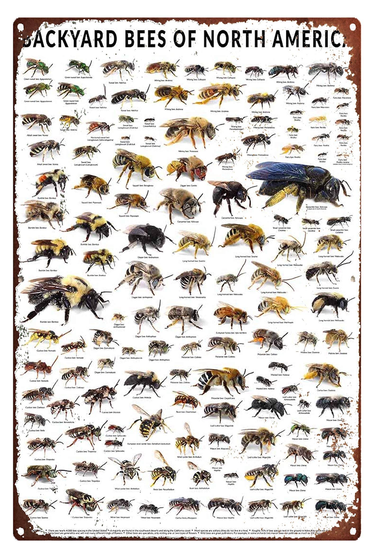 rayprint Bee Knowledge Posters Backyard Bees Of North America Science Guide Metal Signs Retro Plaque Room Club Farm Wall Decor 12x16 Inches