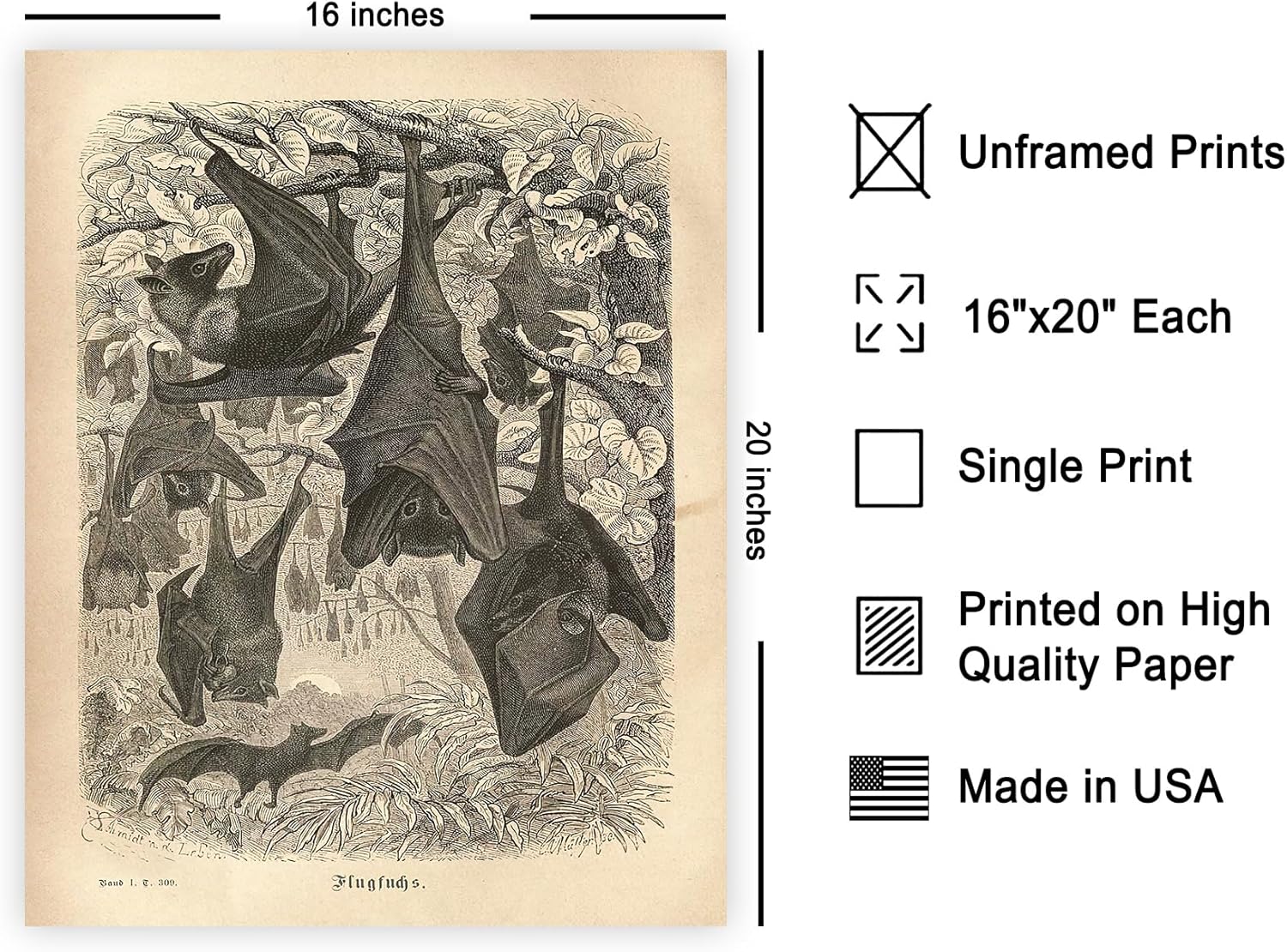 Poster Master Vintage Flying Foxes Poster - Retro Fruit Bats Print - Gothic Bat Art - Gift for Him, Her, Animal Lover - Wall Decor for Bedroom, Living Room, Office - 16x20 UNFRAMED Wall Art