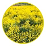 Scotch broom