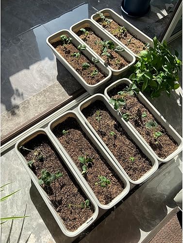 Miniatura 4 de Más de 2300 semillas de fresa perpetua Four Seasons Semillas de fruta para plantar semillas tradicionales sin OMG para jardín hidropónico, dulces,