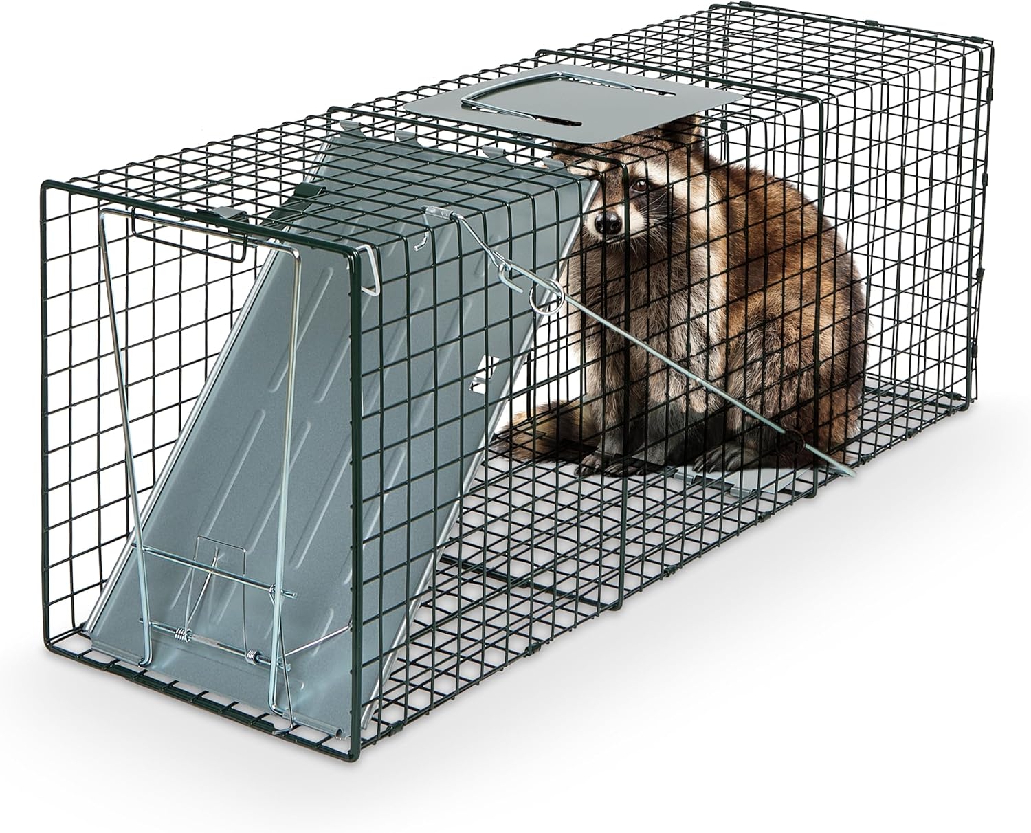 Humane Way Sentinel 32 Inch Live Animal Trap - No Assembly Required - Safe Medium Traps for All Animals - Raccoons, Cats, Groundhogs, Opossums - 32" L x 10.5" W x 12.5" H