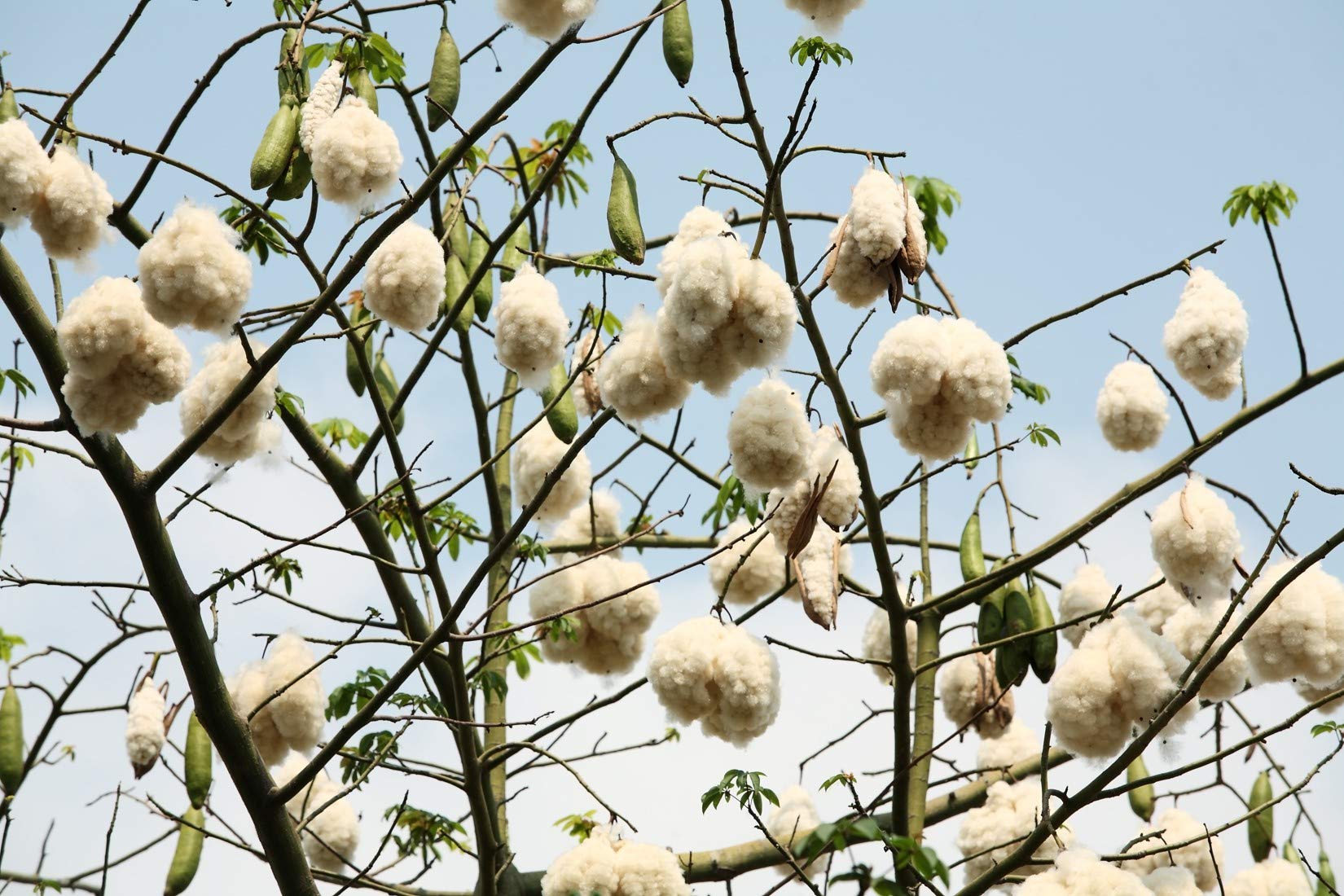 Weier Kapokbaum - Baumwollbaum - Ceiba Pentandra - 5 frische Samen :  Amazon.de: Garten