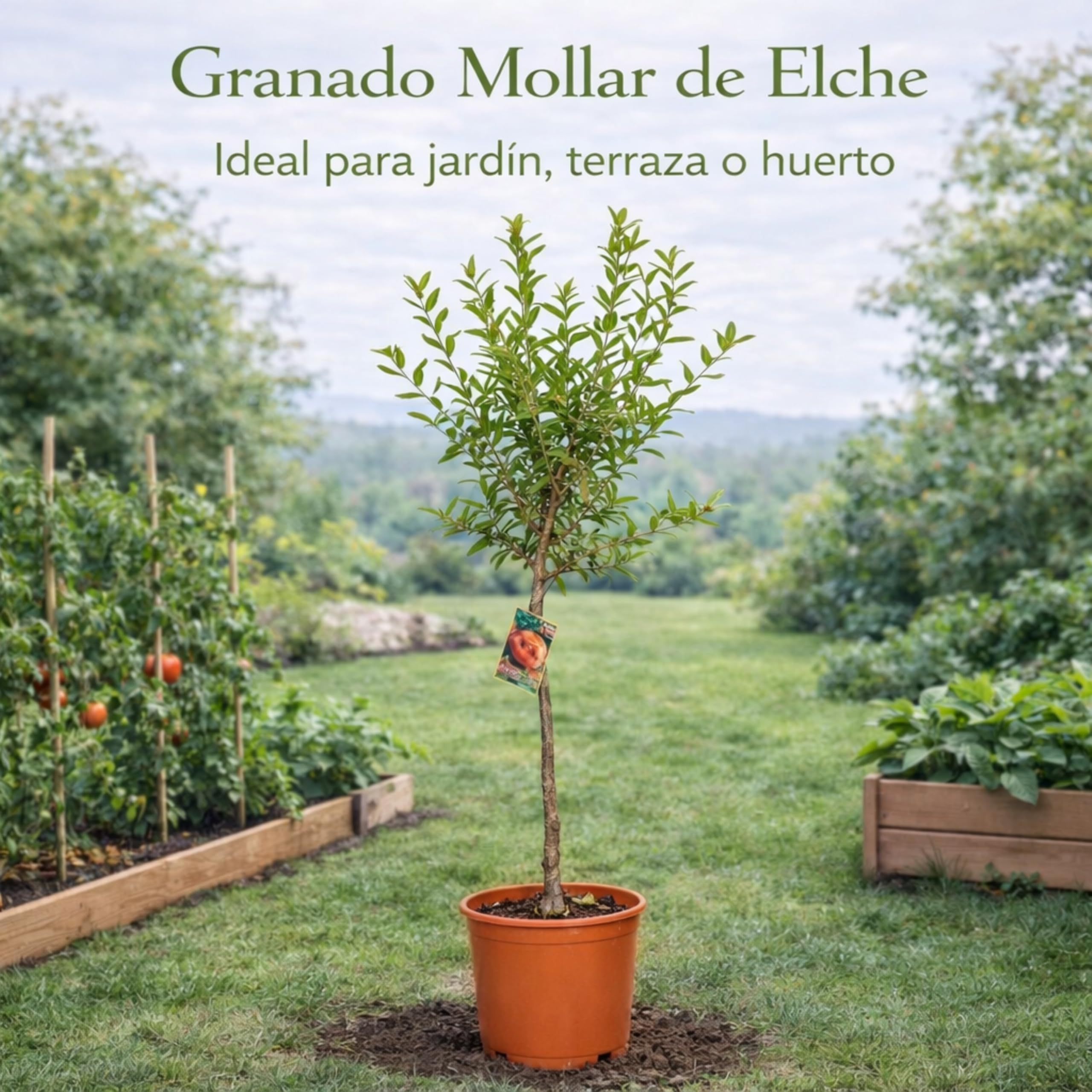 Granado Mollar de Elche en Maceta, 140 cm de alto, Árbol Frutal Exterior con Granadas Dulces, Planta Natural para Jardín Terraza Huerto, Arbol Ornamental Fácil Cultivo. Granado