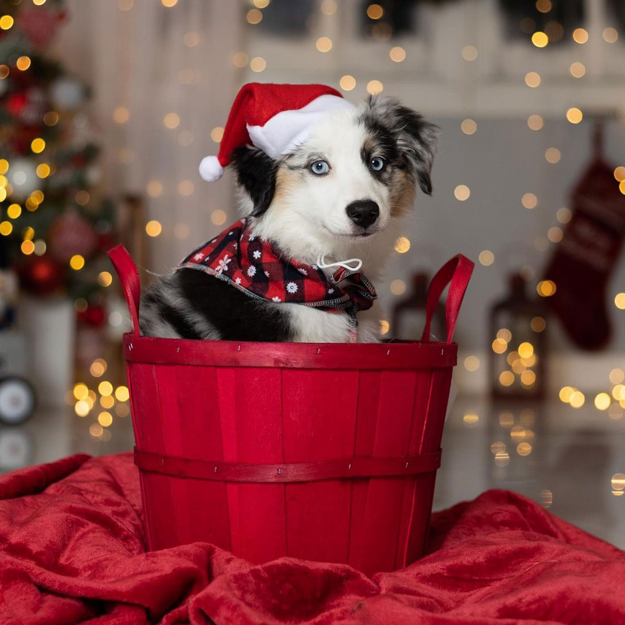 Odi Style Christmas Dog Hat - 2 Pack, Dog Santa Hat, Festive Christmas Holiday Outfit Costume Gifts for Dogs Cats, Holiday Pet Hat, Sliding Toggles for Best Fit